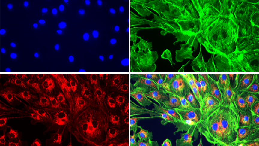 CELENA® S Digital Imaging System