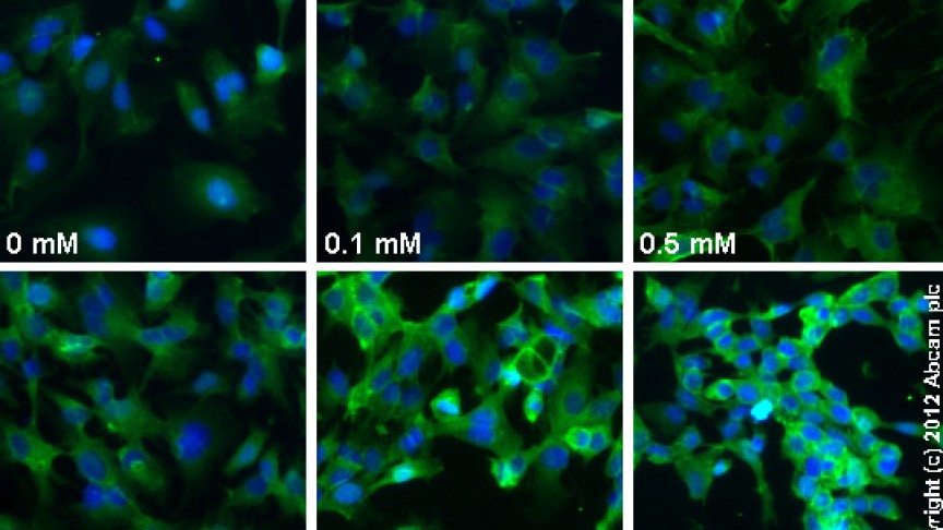 PSCs Differentiation