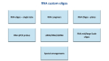 RNA custom oligonucleotides