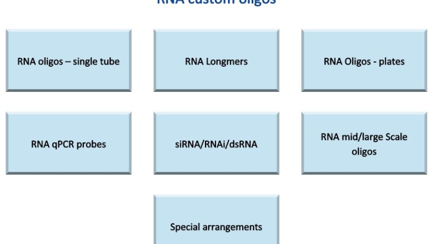 RNA custom oligonucleotides