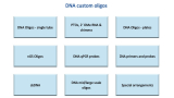DNA custom oligonucleotides